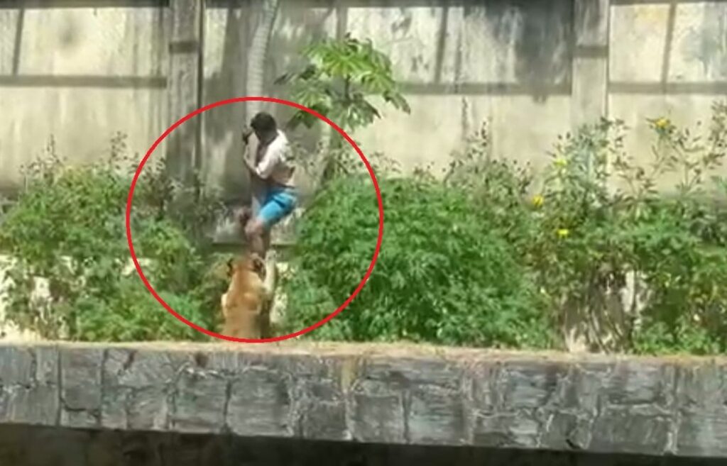 Brasil: un joven de 19 años murió atacado por una leona en un zoológico tras meterse en la jaula imagen-4