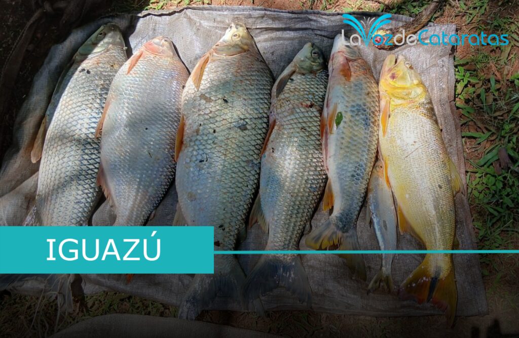 Operativo en el Iguazú Inferior: secuestran embarcación, redes, espinel y fauna silvestre imagen-76