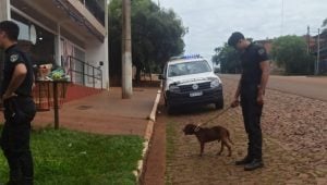 Perro pitbull encontrado herido y asustado en Jardín América: buscan a su dueño imagen-9