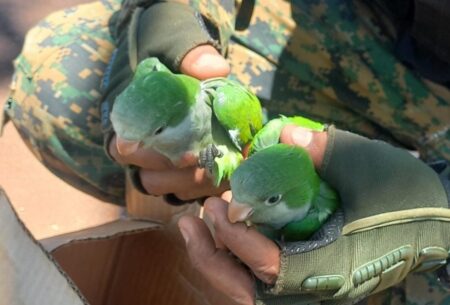 Rescataron loros ofrecidos en Facebook y asistieron a tres equinos en situación de maltrato Rescataron loros ofrecidos en Facebook y asistieron a tres equinos en situación de maltrato imagen-70