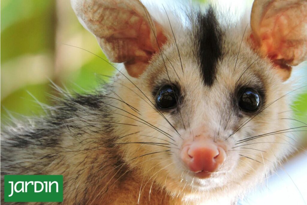 Por qué las comadrejas también forman parte de una ciudad más sana imagen-4