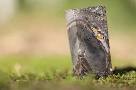 Giro científico: creen haber encontrado una forma de vida extinta que existió hace 400 millones de años Giro científico: creen haber encontrado una forma de vida extinta que existió hace 400 millones de años imagen-10