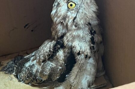 Rescate de Pichón de Urutaú: Bomberos y Refugio Güirá Oga Actúan en Coordinación imagen-12