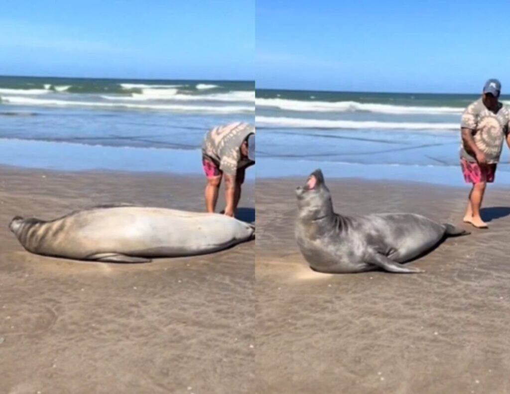 Un hombre se acercó a tocar un lobo marino y desató una furiosa pelea en la playa Un hombre se acercó a tocar un lobo marino y desató una furiosa pelea en la playa imagen-4