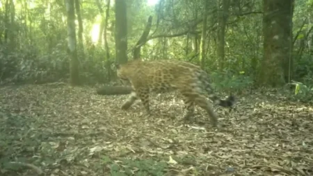La yaguareté Janaína fue captada con dos nuevos cachorros La yaguareté Janaína fue captada con dos nuevos cachorros imagen-12
