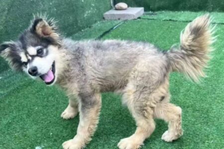 Iban a sacrificarlo para fines comerciales, pero apareció la persona justa en el momento indicado y lo salvó Iban a sacrificarlo para fines comerciales, pero apareció la persona justa en el momento indicado y lo salvó imagen-12