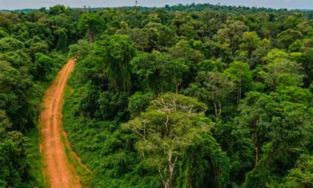 Informe Conicet-UBA: Iguazú tiene el 40% de sus tierras en manos extranjeras imagen-12