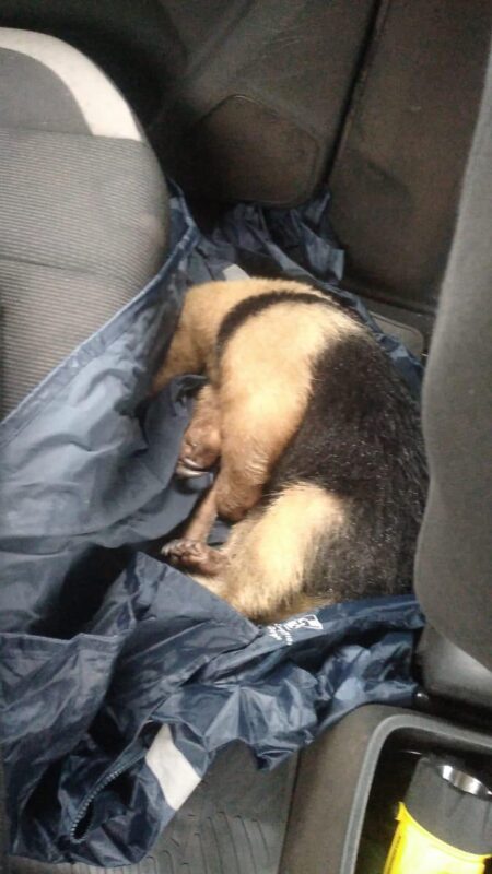 San Martín: rescataron a un oso hormiguero herido tras ser atropellado en la Ruta 103 imagen-7