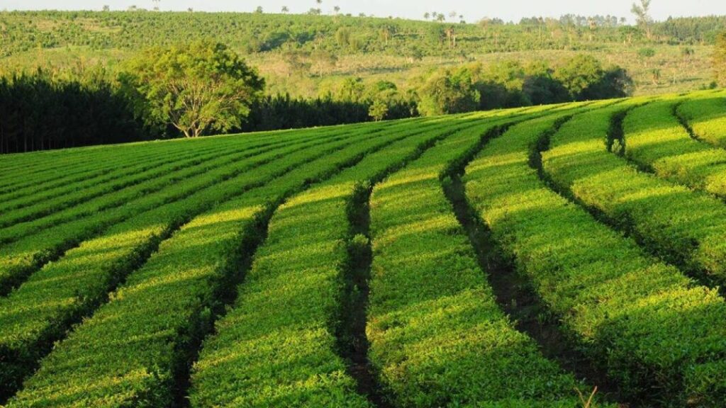 Exención de Ingresos Brutos para productores primarios: cómo tramitar el certificado digital imagen-5