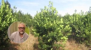 Yerba mate: productor criticó los despidos en el INYM y advirtió sobre su impacto en la fiscalización imagen-6
