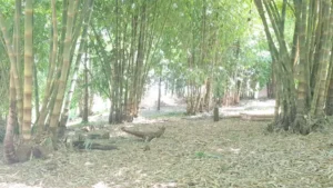 Bambú misionero: hay potencial de usos y se pide mayor conexión con industrias imagen-3