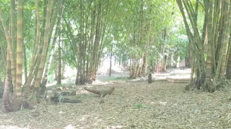 Bambú misionero: hay potencial de usos y se pide mayor conexión con industrias imagen-7