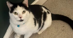 Su gato desapareció por varios días y cuando lo encontró, quedó horrorizada: «No podía creerlo» Su gato desapareció por varios días y cuando lo encontró, quedó horrorizada: "No podía creerlo" imagen-2