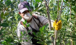 Productores yerbateros disconformes porque el presidente del INYM se niega a recibir a más de cuatro representantes las asociaciones por “límites de espacio” imagen-9