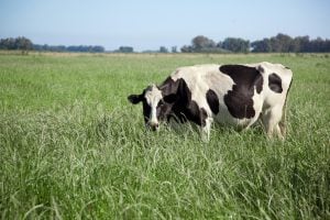 La producción nacional de leche alcanzó el mayor nivel de los últimos 10 años imagen-10