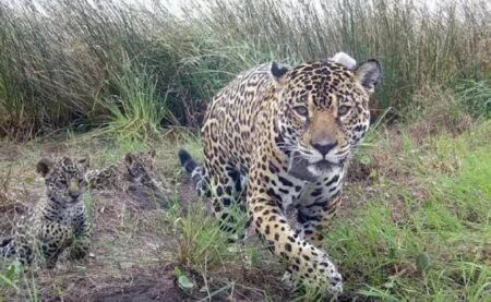 La yaguareté Janaína reaparece en Iguazú con dos nuevas crías y refuerza la recuperación de la especie imagen-14