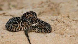 Entre Ríos: aumentaron 75 % las mordeduras de serpientes yarará en 2025 y Salud lanzó una alerta a la población imagen-8