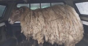 El nuevo destino de Fiona, "la oveja más solitaria del mundo": fue mamá de gemelos y su historia cautiva en las redes imagen-2