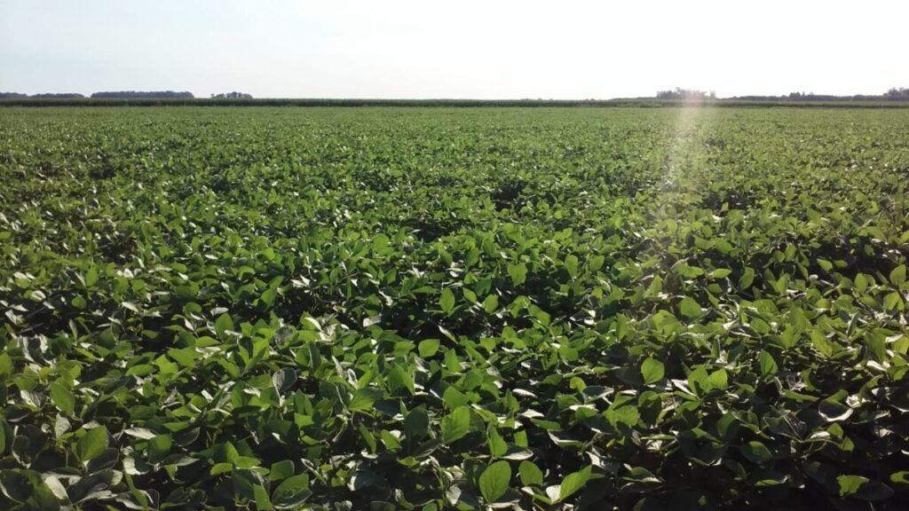 El precio de la soja enfrenta realidades contradictorias imagen-4