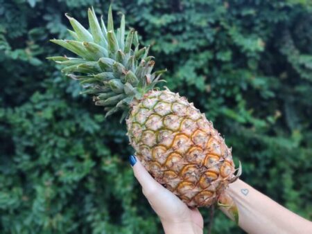 Ananá: el mulching plástico impulsa la innovación y expansión del cultivo en la provincia Ananá: el mulching plástico impulsa la innovación y expansión del cultivo en la provincia imagen-107