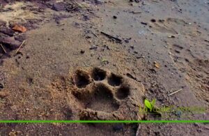 Avistaron una hembra de yaguareté con sus dos crías durante un patrullaje en el Parque Nacional Iguazú imagen-69