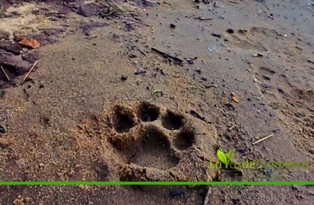 Avistaron una hembra de yaguareté con sus dos crías durante un patrullaje en el Parque Nacional Iguazú imagen-122