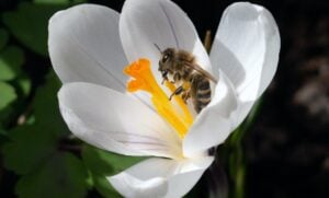 Informe IPBES 2026: las empresas pueden liderar un cambio transformador o arriesgarse a desaparecer con la pérdida de la biodiversidad imagen-11