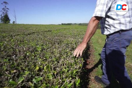 La crisis nacional empuja a productores misioneros a vender sus chacras y crece el interés desde Europa imagen-10