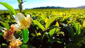 Producción sustentable y agregado de valor: el sector tealero tendrá su jornada tecnológica en Campo Viera en la 35° edición de la Fiesta del Té Producción sustentable y agregado de valor: el sector tealero tendrá su jornada tecnológica en Campo Viera en la 35° edición de la Fiesta del Té imagen-15