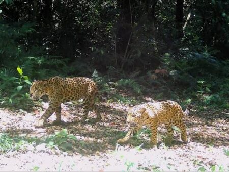 Investigan la desaparición de cachorros de yaguareté tras un traslado en Misiones imagen-6