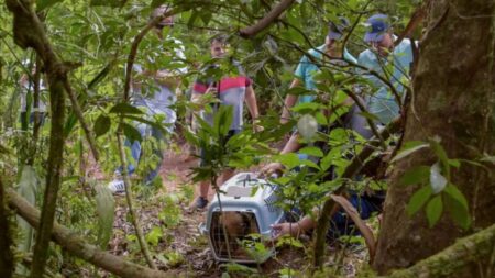 Ecología y Ohana concretaron una nueva liberación de fauna silvestre: monos, oso melero y tucán volvieron a su hábitat natural imagen-16