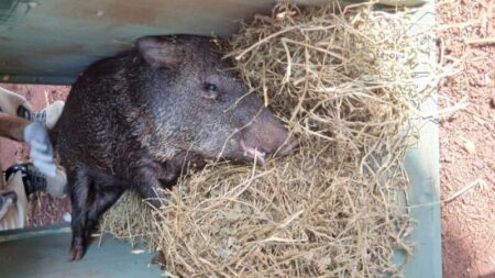 Guardaparques rescataron ejemplares de pecarí en la Península de Andresito imagen-11