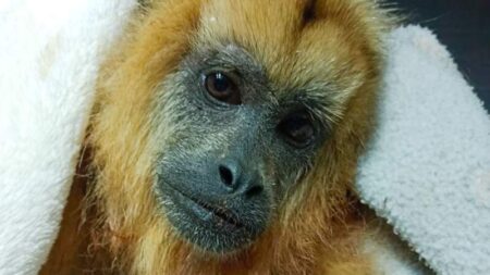 El trabajo de rehabilitación de fauna silvestre: compromiso diario y responsabilidad social imagen-12