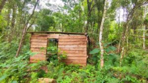 Intensifican operativos de control forestal en distintos municipios de la provincia imagen-1