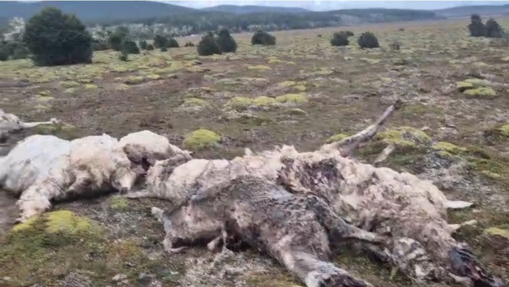 “Fue una masacre”: perros salvajes mataron a 30 llamas en un establecimiento ganadero “Fue una masacre”: perros salvajes mataron a 30 llamas en un establecimiento ganadero imagen-5