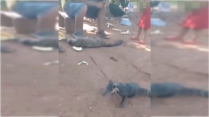 Alerta en Misiones: denuncian aumento de casos de maltrato animal y mascotismo ilegal de fauna silvestre imagen-119