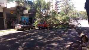Video | Posadas: un árbol cayó sobre un auto en pleno centro y el conductor salió ileso Video | Posadas: un árbol cayó sobre un auto en pleno centro y el conductor salió ileso imagen-9