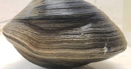 Descubren una almeja de 500 años que podría revelar secretos ocultos del océano imagen-15