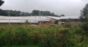 Cosecheros misioneros explotados en Brasil: 14 regresaron tras intervención oficial y activación de protocolos Cosecheros misioneros explotados en Brasil: 14 regresaron tras intervención oficial y activación de protocolos imagen-75