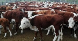 Enero en rojo para la industria frigorífica en el país: la faena cayó casi 12% y la producción de carne vacuna retrocedió 10% imagen-6