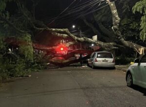 Foz do Iguazú: fuertes ráfagas de viento derribaron árboles en varios barrios Foz do Iguazú: fuertes ráfagas de viento derribaron árboles en varios barrios imagen-72
