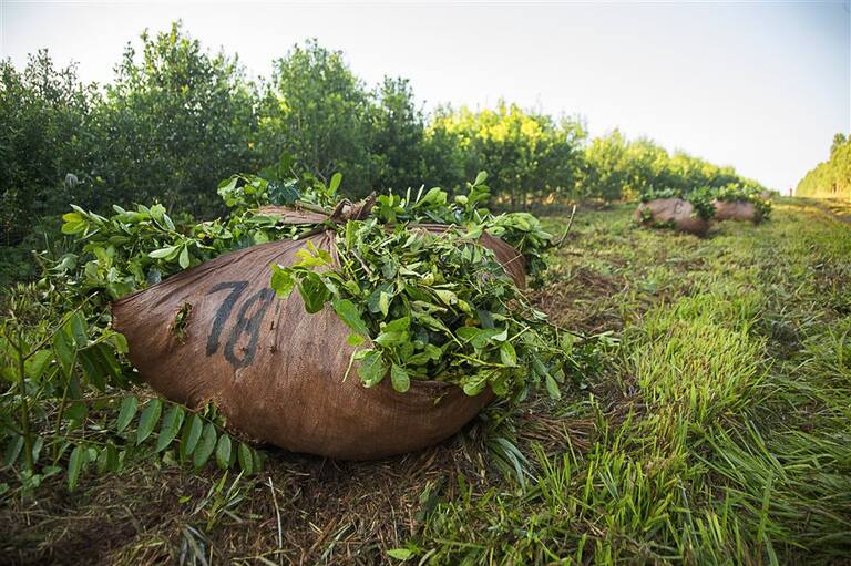 Presidente de Fedecoop se reúne con Diego Santilli por crisis yerbatera Presidente de Fedecoop se reúne con Diego Santilli por crisis yerbatera imagen-5