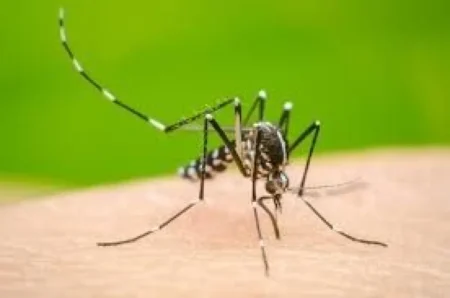 Refuerzan vigilancia del Aedes aegypti imagen-25