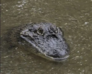 El yacaré se quedará en el arroyo el Torto en 25 de mayo imagen-2