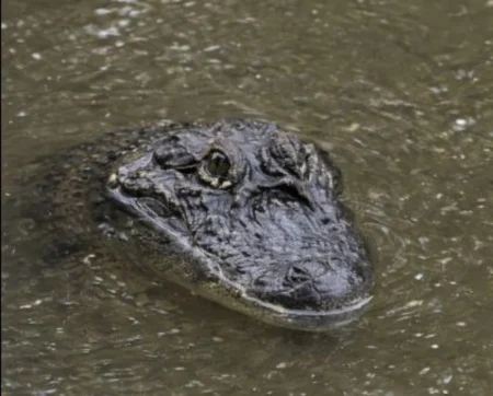 El yacaré se quedará en el arroyo el Torto en 25 de mayo imagen-5