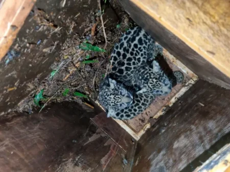 El caso de la yaguareté Pará llegó a la órbita federal imagen-4