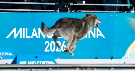 Insólito: un perro lobo se metió en plena pista, cruzó la meta y olfateó a una esquiadora argentina imagen-15