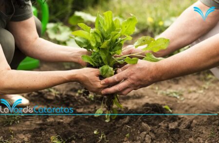 Productores de la zona norte se reunirán en Iguazú para una jornada agroecológica imagen-11
