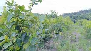 Cheques rechazados por miles de millones: una por una, las empresas afectadas por la crisis yerbatera en Misiones imagen-12