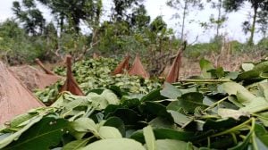 El INYM inicia en Aristóbulo del Valle sus Jornadas Itinerantes para productores yerbateros imagen-118